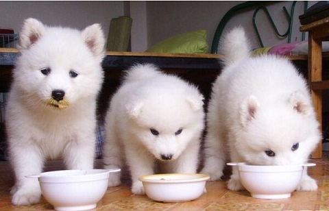 狗狗不能吃剩余食物