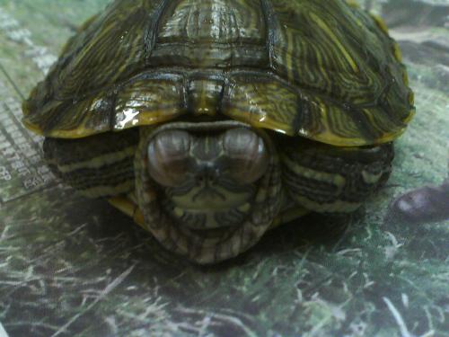巴西龟眼