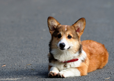 柯基犬