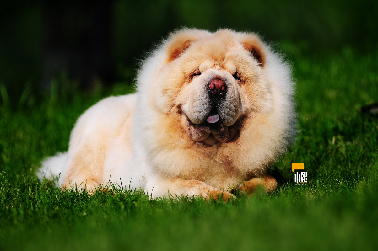 壁纸1024×768忧郁的松狮犬 松狮犬摄影壁纸 松狮犬的图片 Pet Dog Chow Chow Desktop壁纸,白色松狮犬壁纸图片-动物壁纸-动物图片素材-桌面壁纸